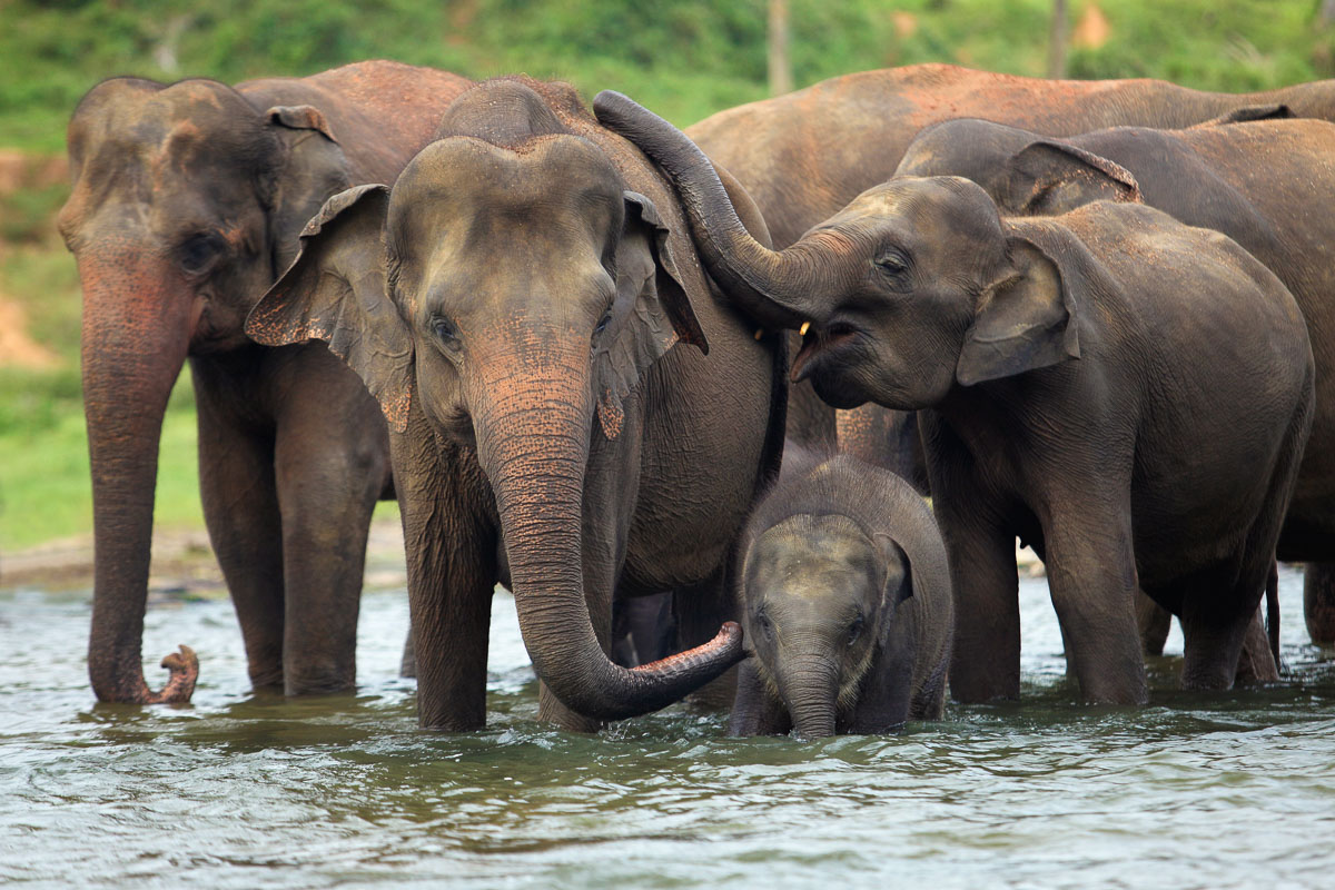 The Gentle Giants of Sri Lanka – Encountering Elephants and Majestic Tuskers